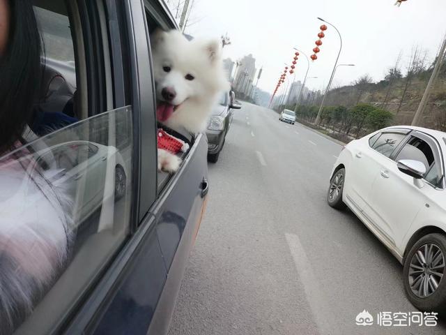 萨摩耶犬图片:金毛、萨摩耶、哈士奇、柴犬，我该养哪个？