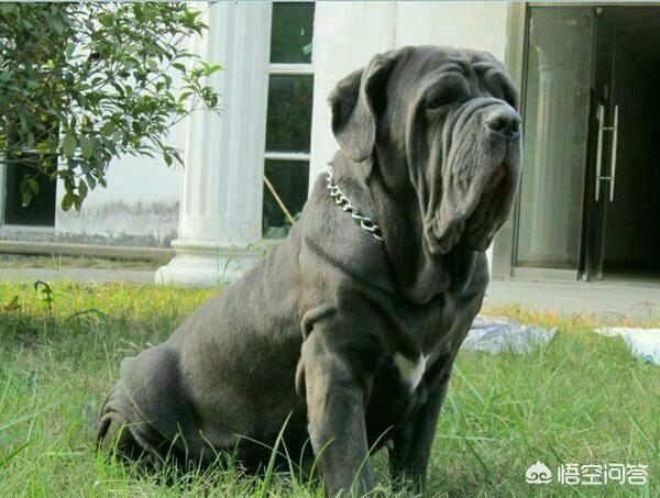 杜高犬图片:哪些狗可以打得过杜高犬？为什么？