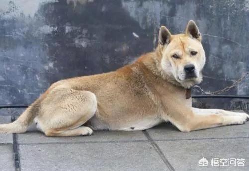 2019中华藏獒网:中华田园犬和藏獒哪个更聪明一些，为什么？