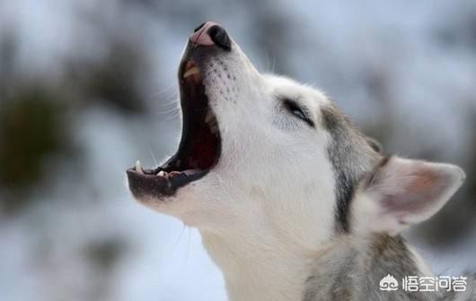 头条问答 - 哈士奇平时为什么一直狼叫?(4个回答)