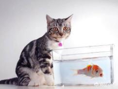 猫吃鱼图片:都知道，吃鱼食会有鱼刺，那么猫吃鱼，会被鱼刺卡住吗？