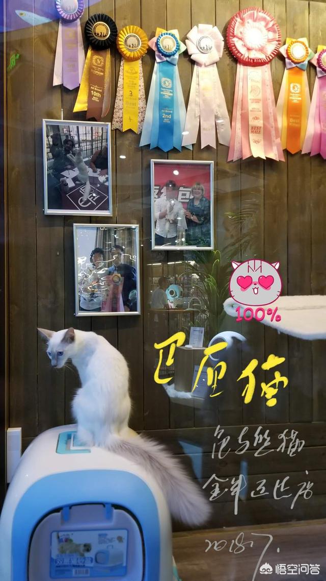 西伯利亚森林猫:缅因猫的喂养方法，和准备的物品？