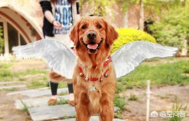 金毛犬的饲养训练视频教程:如何系统性地增强一只金毛犬的战斗力？