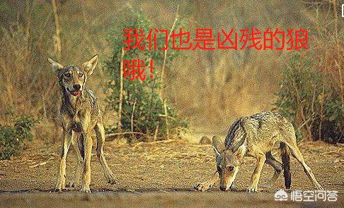藏獒没吃饱咬主人论文范文:狗在咬伤自己主人的时候，会不会有愧疚感？为什么？