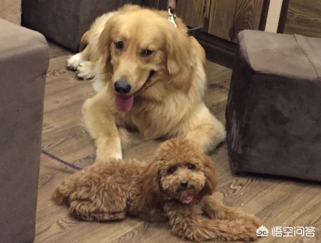 调教女犬:金毛在幼龄期怎么调教？怎么教它一些动作或者让它学习一些东西？