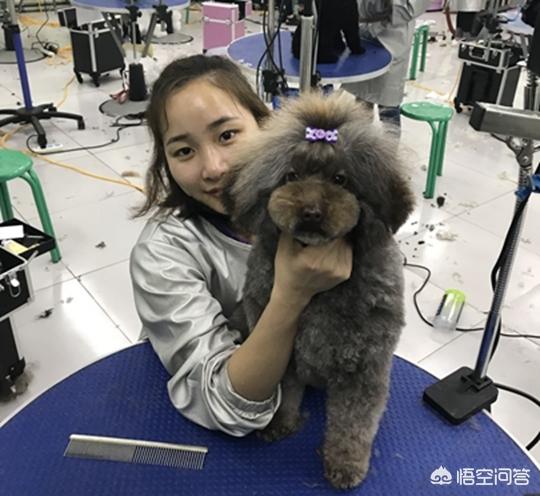 广东宠物美容师培训学校:广东哪里有宠物美容培训学校？ 广东省宠物美容师培训学校