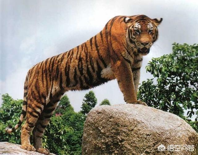 东北虎资料,东北虎厉害还是华南虎厉害？