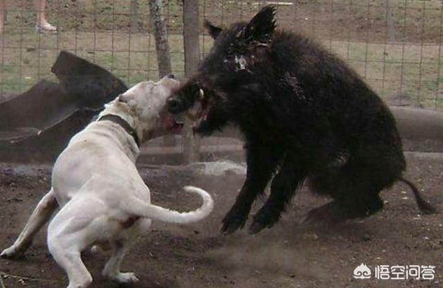 马犬跟牧羊犬打架视频:年龄相仿的罗威纳与马犬打斗，谁更有胜算？