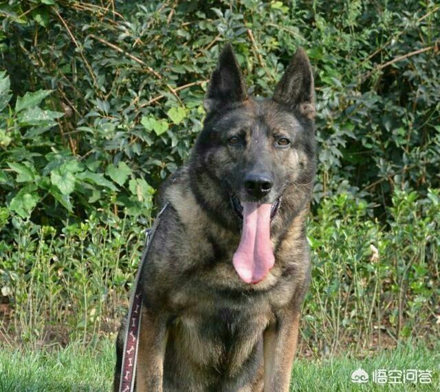 山东墨界黑狼58同城网:黑狼犬贵吗?黑狼犬多少钱一只？