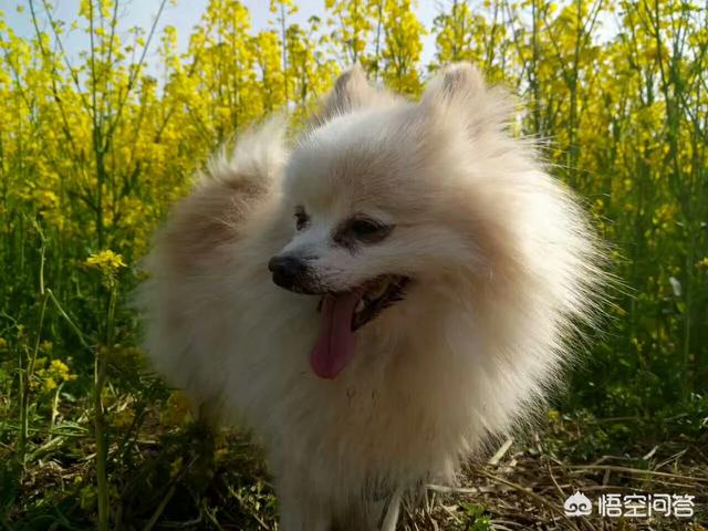 宠物去世后你会以何种方式处理呢？插图26