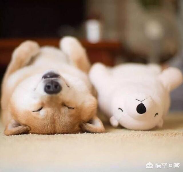 巴西獒犬视频:想养柴犬，柴犬有什么缺点呢？