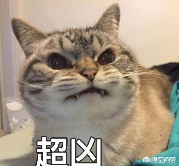 被家猫咬了怎么办乐乐:被野猫咬破了一点点皮，要打疫苗吗？