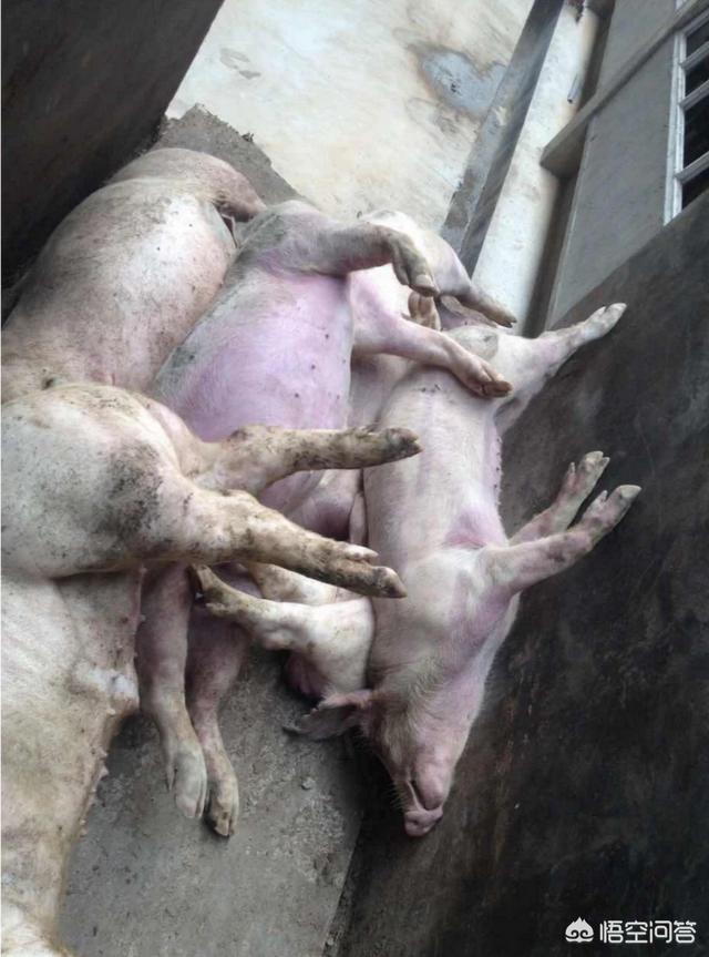 生猪生产目前存在哪些困难，养猪越来越难了，坏消息一个接一个，养猪户该怎么办