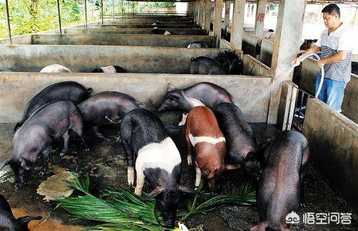 生猪生产目前存在哪些困难，养猪越来越难了，坏消息一个接一个，养猪户该怎么办