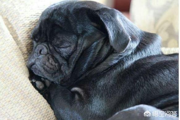 成年八哥犬:买成年巴哥犬好不?多少钱一只？ 成年八哥犬正常体重