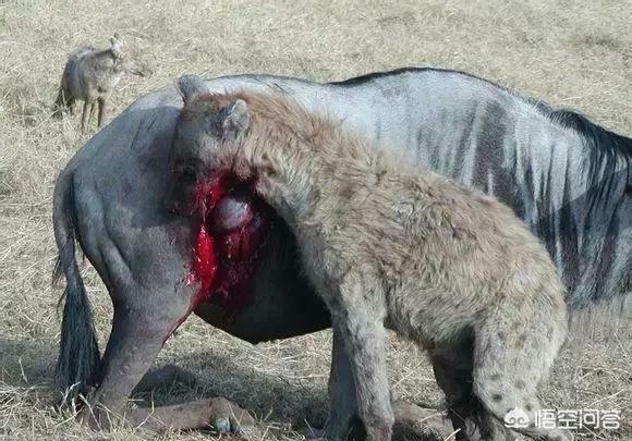 鬣狗vs藏獒打架:如果藏獒和非洲鬣狗搏斗，你觉得会怎样？非洲鬣狗可以坚持多久？