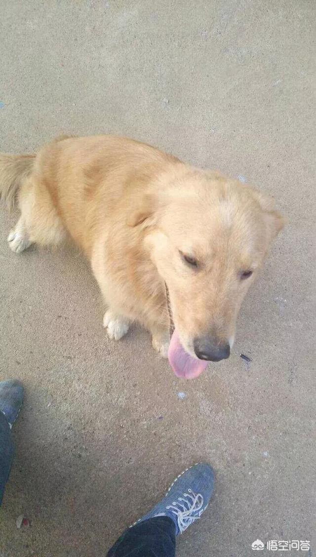 金毛犬有什么缺点？插图43