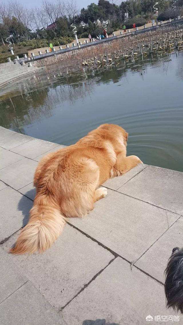 金毛犬有什么缺点？插图39
