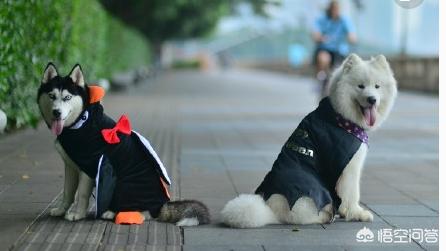 八哥犬衣服怎么做:狗狗的四脚衣服如何制做？