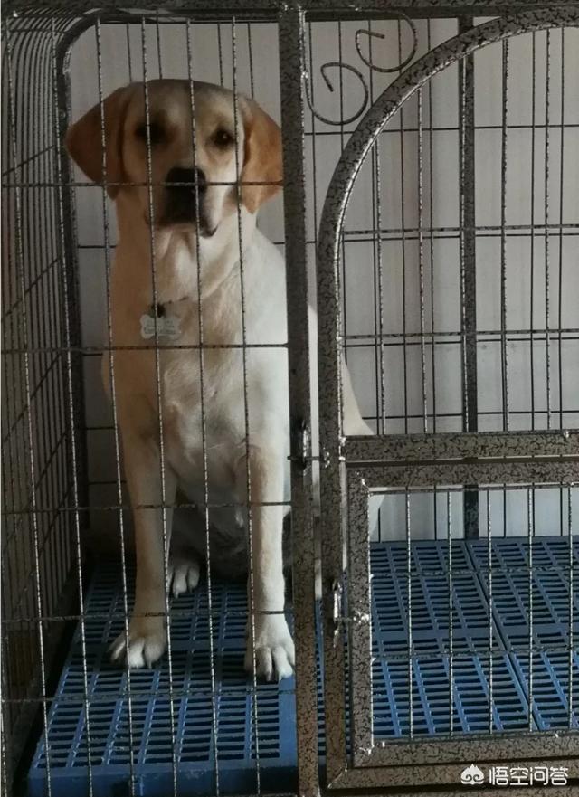 想养一条大狗狗,养什么品种比较好？