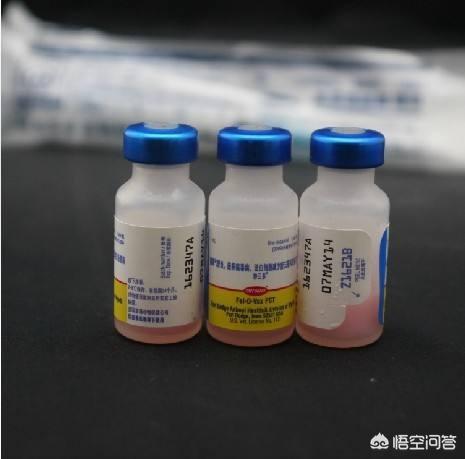 猫泛白细胞减少症传染:猫泛白细胞减少症传染途径 猫得猫瘟都会有什么症状？