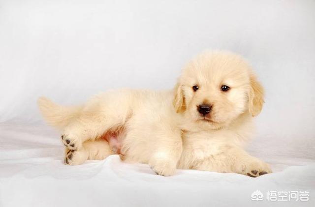 3个月金丹犬:三个月大的金毛能吃稀饭吗？