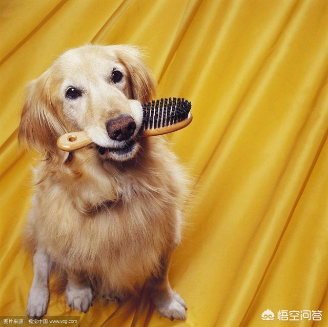 3个月金丹犬:三个月大的金毛能吃稀饭吗？