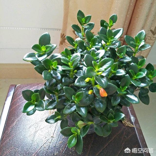 金鱼草怎么养才能开花，如何种植和养护盆栽金鱼吊兰