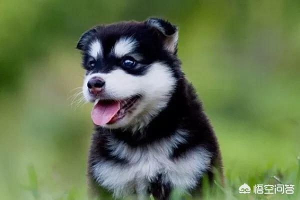 哈士奇狗的狗粮怎么泡:四十天的哈士奇怎么喂养？