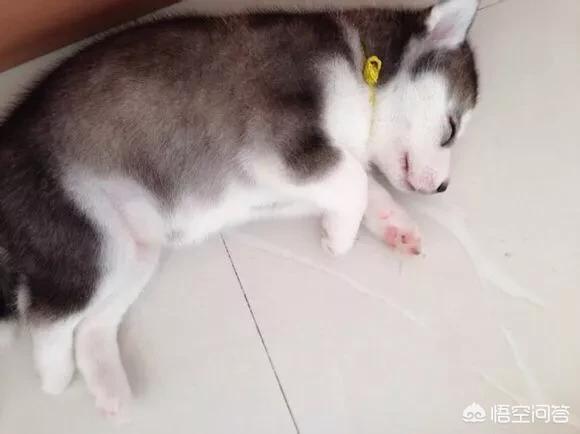 哈士奇狗的狗粮怎么泡:四十天的哈士奇怎么喂养？