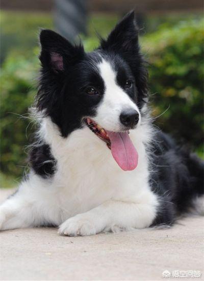边境牧羊犬性格特点优缺点:为什么有的人不敢养边境牧羊犬？