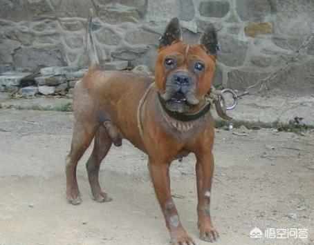 重庆犬市场 川东猎犬:正宗的中华田园犬耳朵是立着的还是耷拉着的？