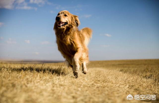 拉布拉多犬和金毛谁聪明:金毛，拉布拉多和哈士奇这三大无攻击性犬，你会选择哪个呢？