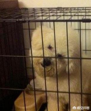 小比熊犬图片:比熊犬多少钱一只？如何挑选品相好的比熊犬？