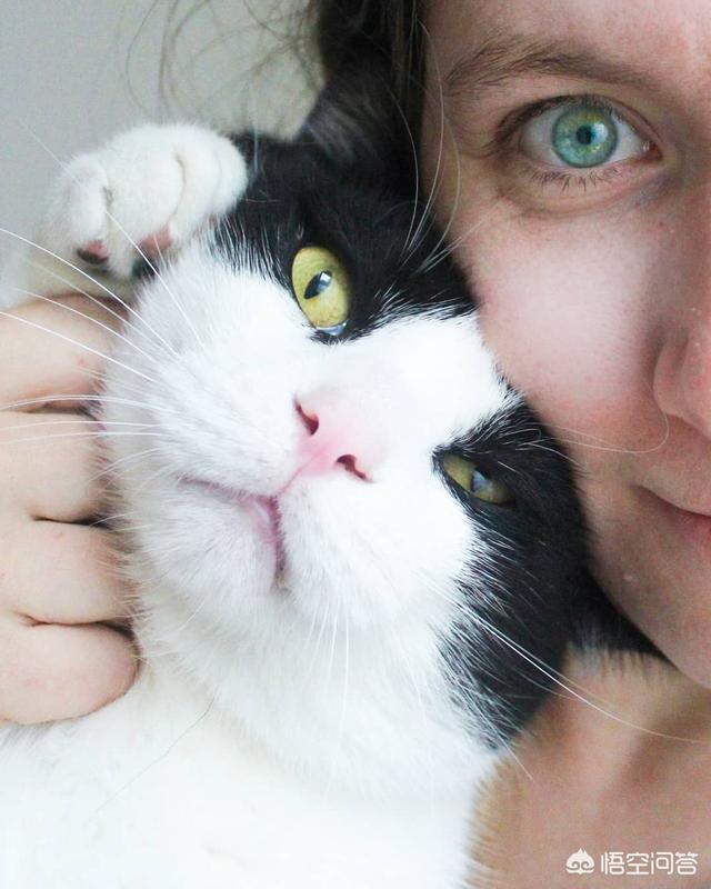公猫母猫:公猫母猫哪个好养 公猫和母猫，哪个更粘自己的主人？为什么？