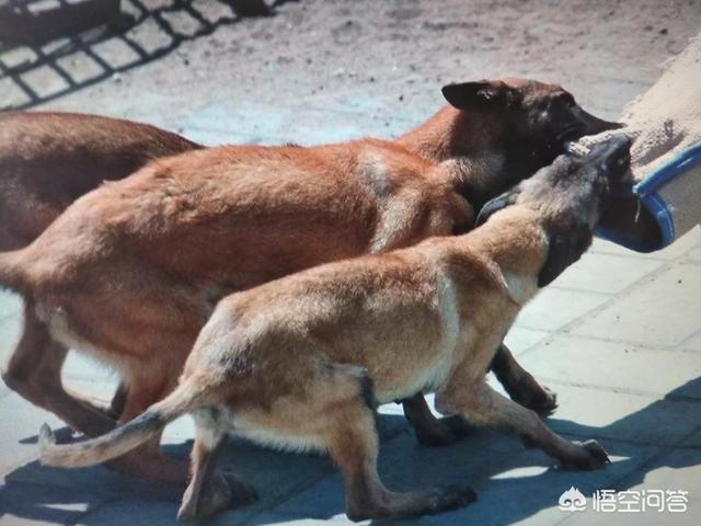 新疆马里努阿犬犬舍:新疆棉花质量好 公狗和母狗的区别是什么？养哪个比较好？
