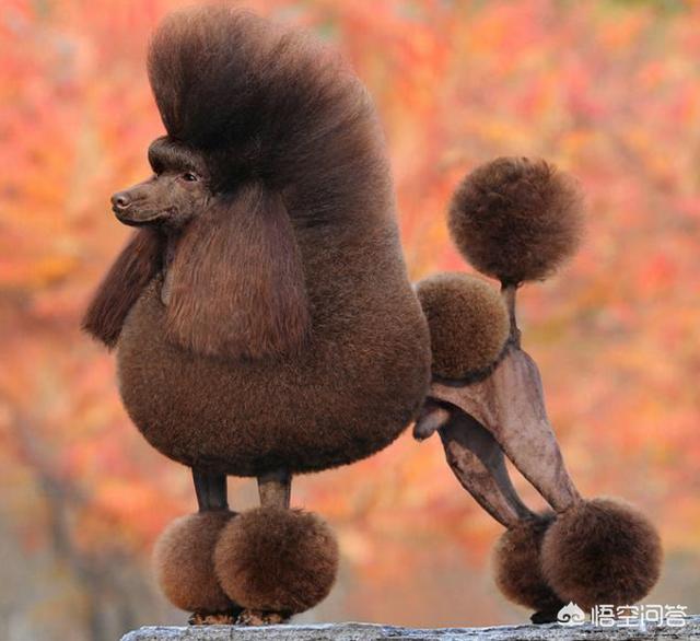 小型黑色贵宾犬图片大全:贵宾犬都有什么样的造型，最受欢迎的造型是什么？
