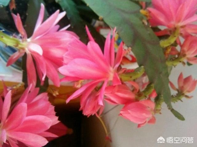 令箭荷花花芽:嫁接的令箭荷花为什么开不了花？