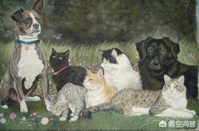 猞猁图片:是不是犬科动物打不过猫科动物？如果是，是因为什么？
