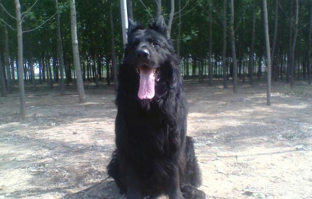 昆明狼犬凶猛吗:昆明狼犬图片 世界上最可怕的四种狼犬是哪四种？有何依据？