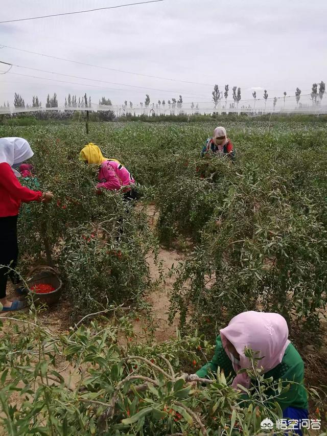 中宁县行政中心在哪里(中宁县政务大厅的地址)