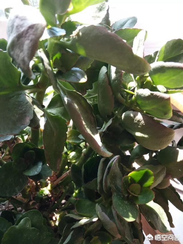 头条问答 - 长寿花叶子变软了有红边,叶片上有黑斑,有办法可以解决吗?