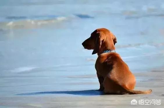 流浪犬:现在无论是城市还是乡村流浪狗太多了，应该怎么办？ 流浪犬叮当