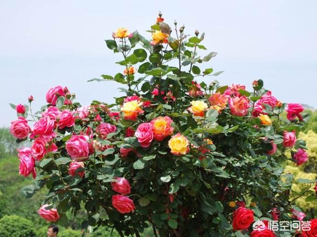 家养月季花栽培:月季花怎么养可以月月爆盆？