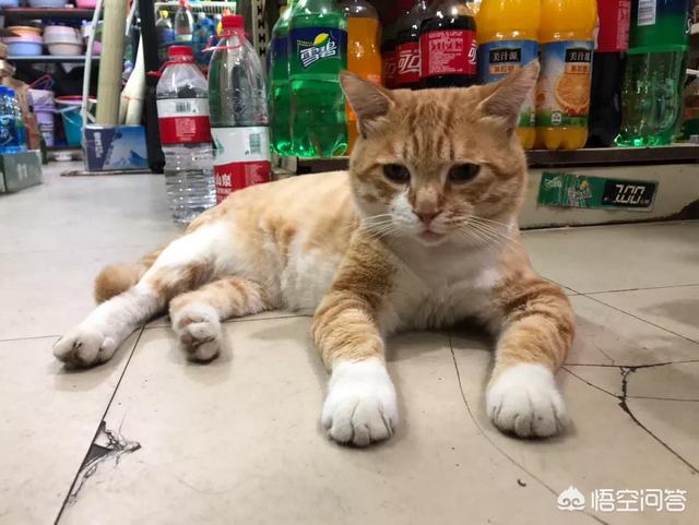 meet自动猫砂盆:猫砂对猫多重要？为什么身边有些养猫人的猫会自己去猫沙盆？