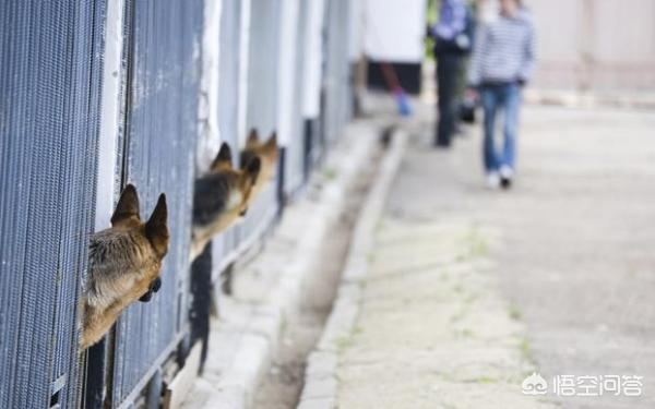 法国波尔多犬什么样的:如何挑选纯种的法国斗牛犬？