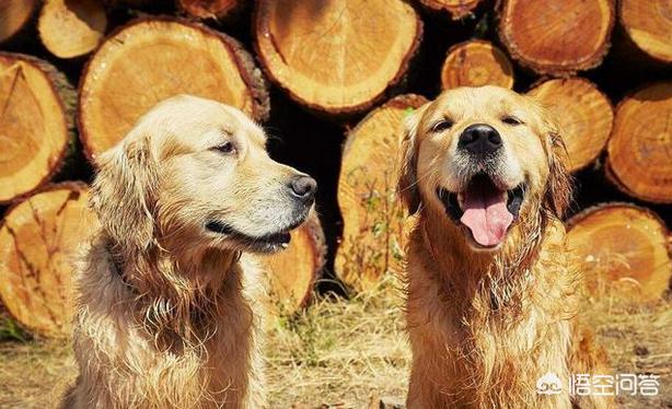 金毛犬的饲养训练视频教程:如何系统性地增强一只金毛犬的战斗力？