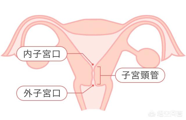 头条问答 临产前子宫开一指到全开大概要多久的时间 生的时候开几指啊 6个回答