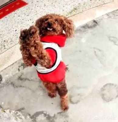 可爱贵宾狗狗壁纸:贵宾犬一般来说会有什么样的坏习惯？