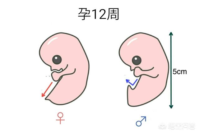 头条问答 怀孕十二周 腹中胎儿的不同性别有哪些区别 30个回答